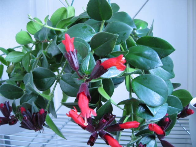 Эсхинантус - gardenia.ru