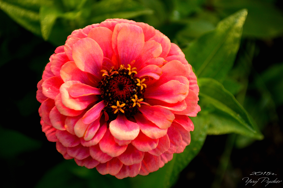 Zinnia peruviana С†РІРµС‚РѕРє