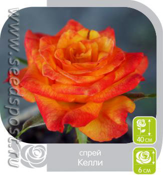 Роза спрей Келли