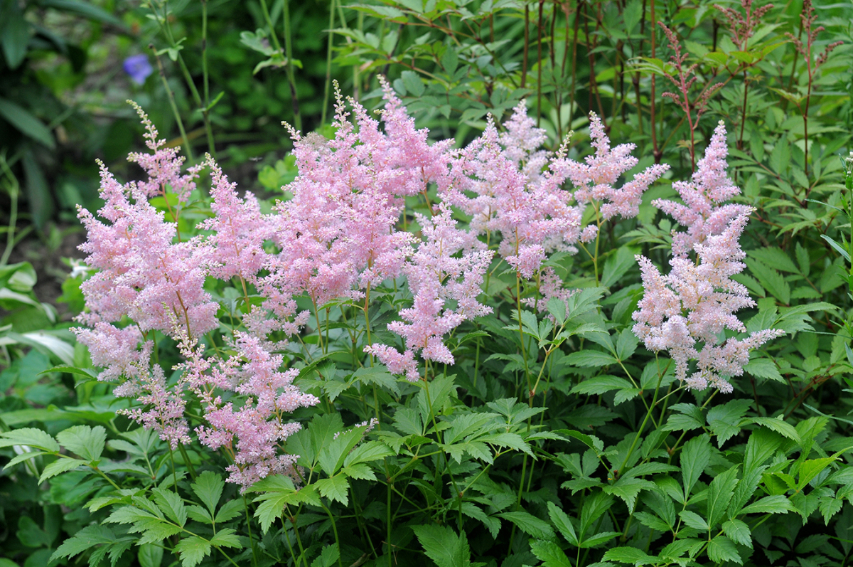 Астильба Silvery Pink