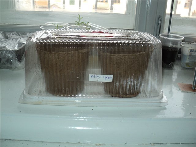 Торфяные стаканчики с огурцами в коробке из-под торта