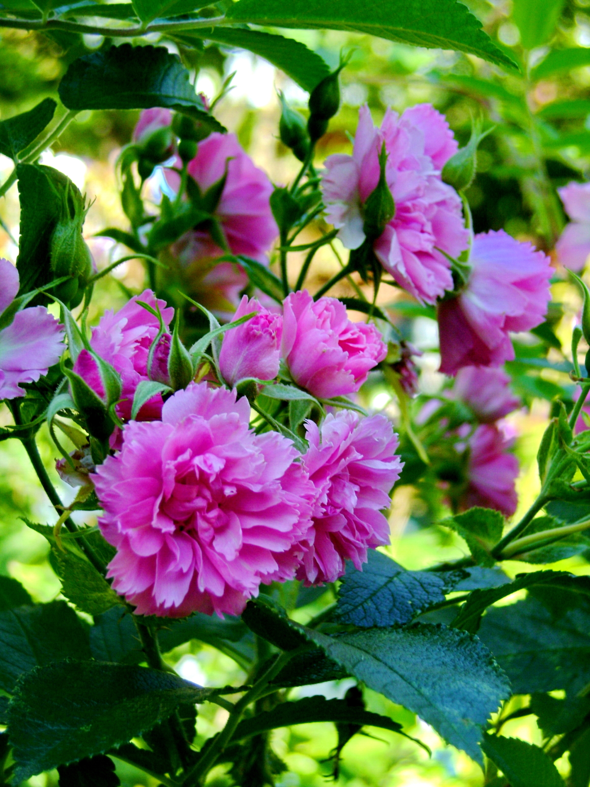Розовый шиповник роза Парковая