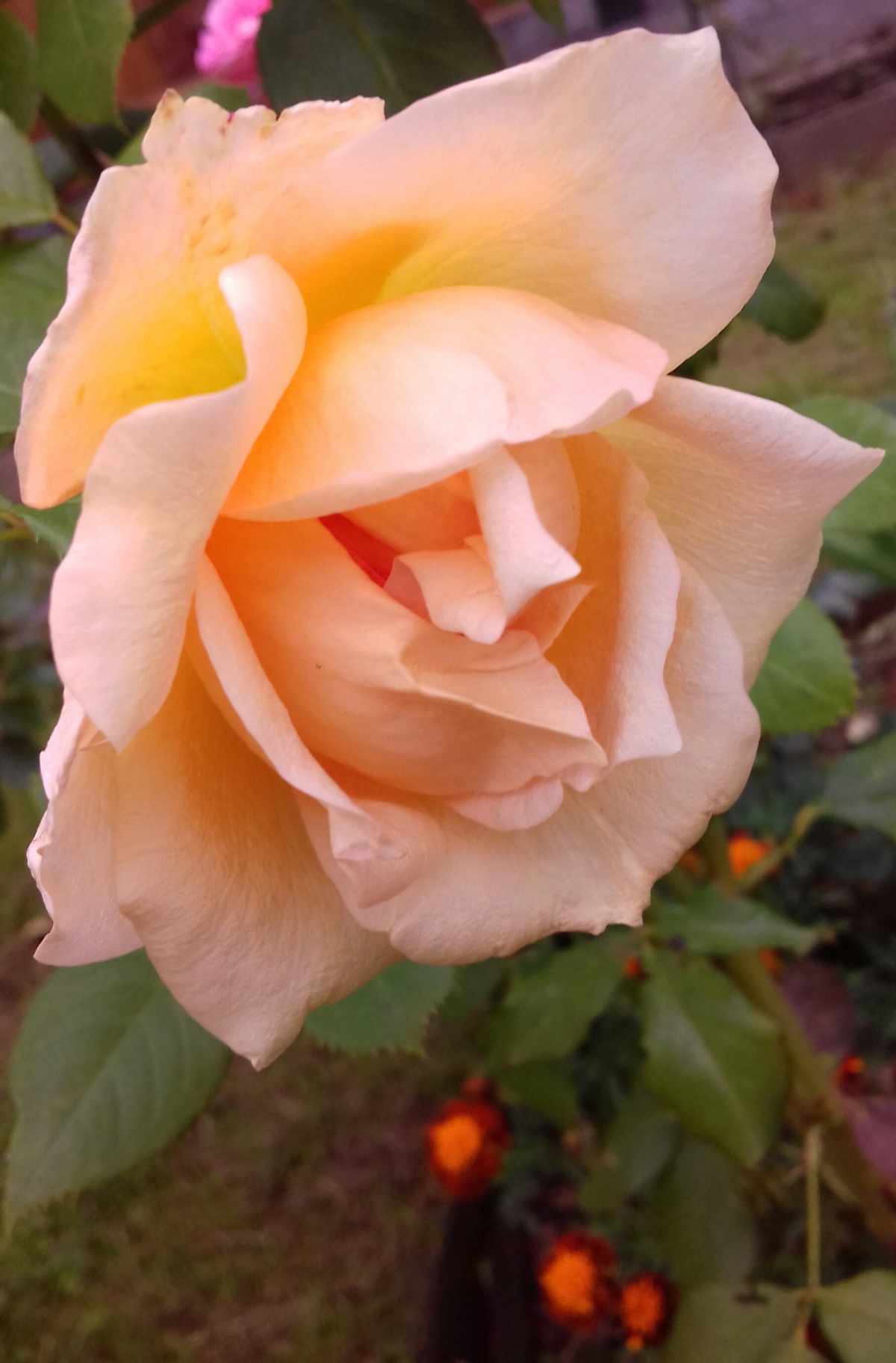 Роза Золотая Моника