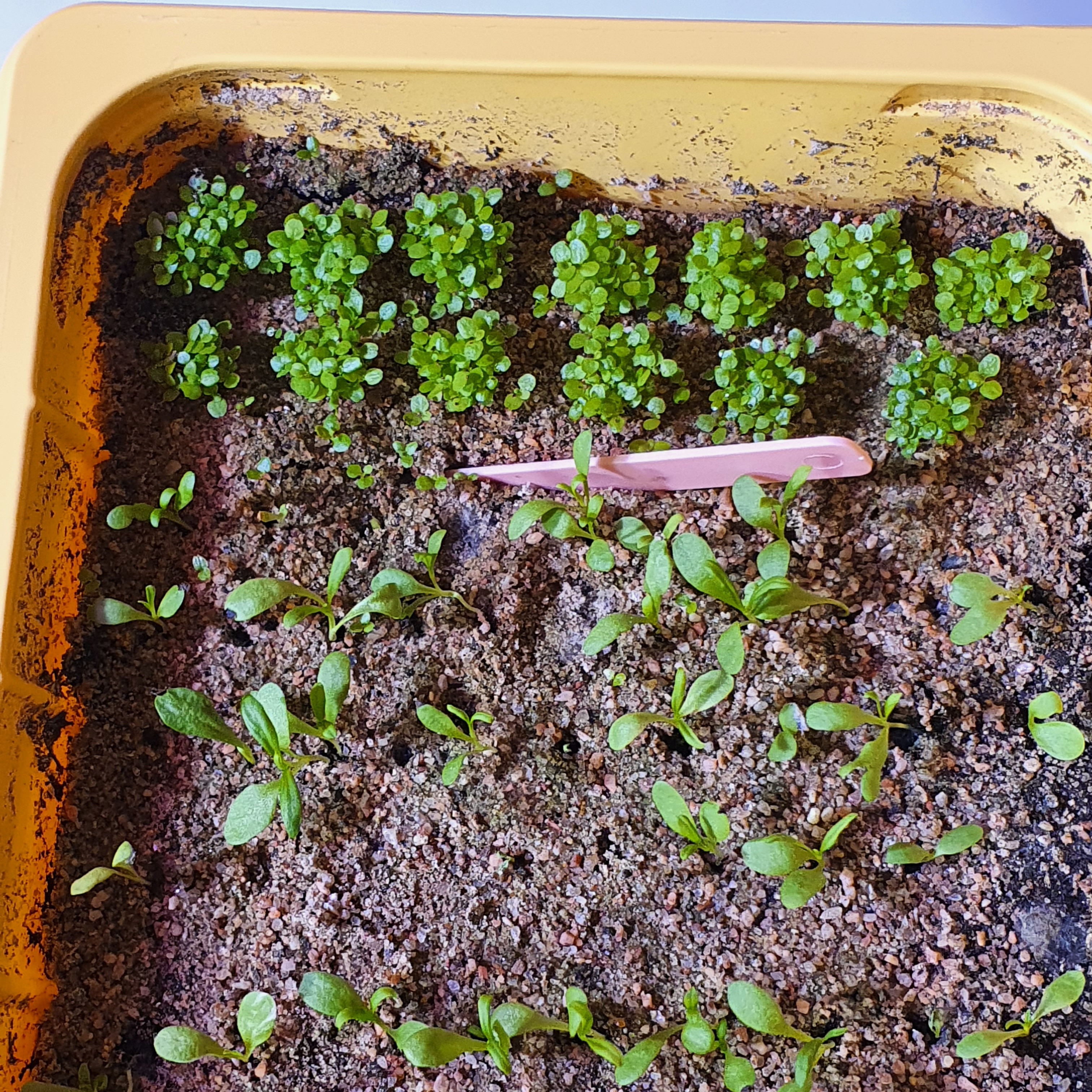 Тончайшие всходы гвоздики спокойно проходят песок. Лобелия на песке прекрасно всходит!