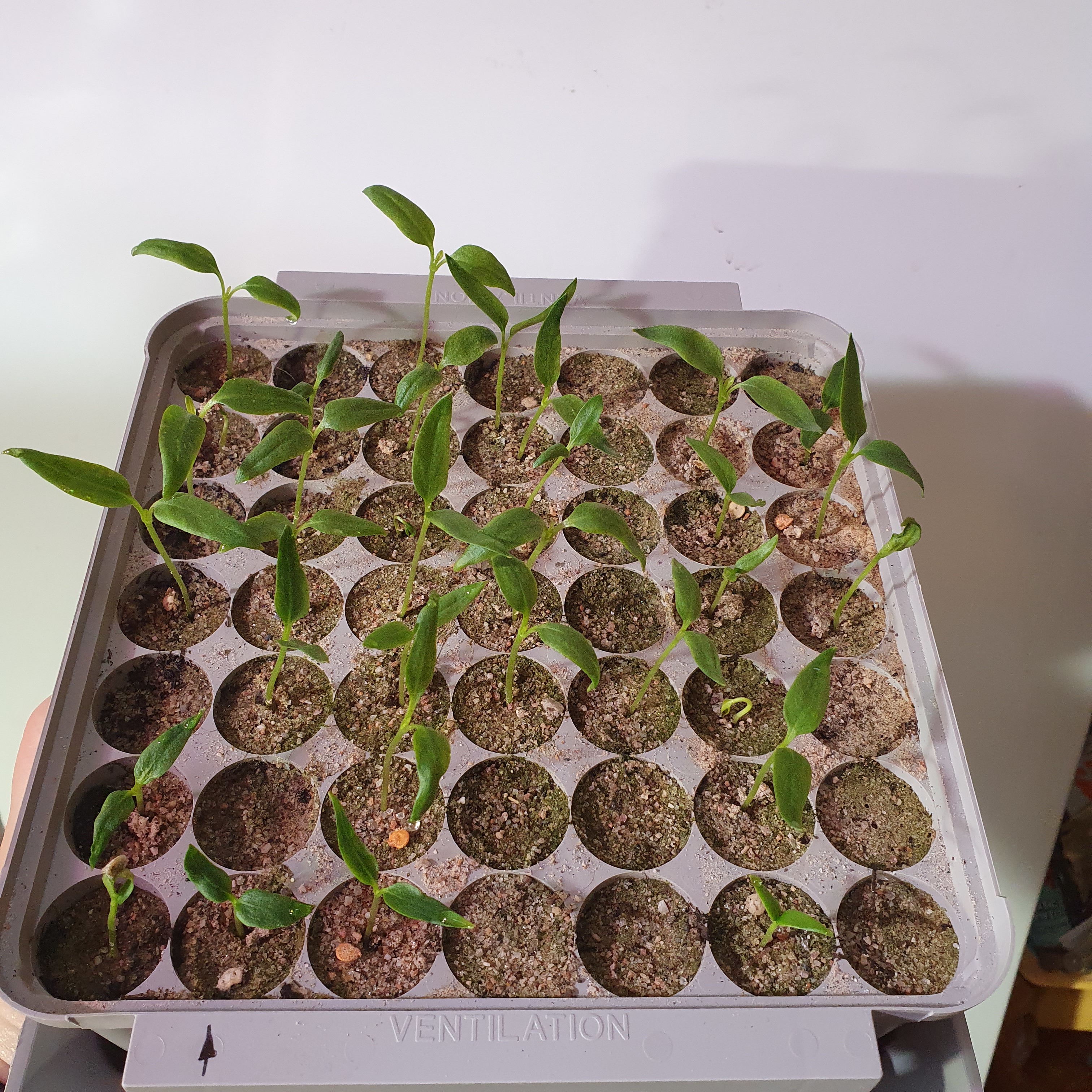 Даже кассеты в рассадном лотке засыпаны песком!