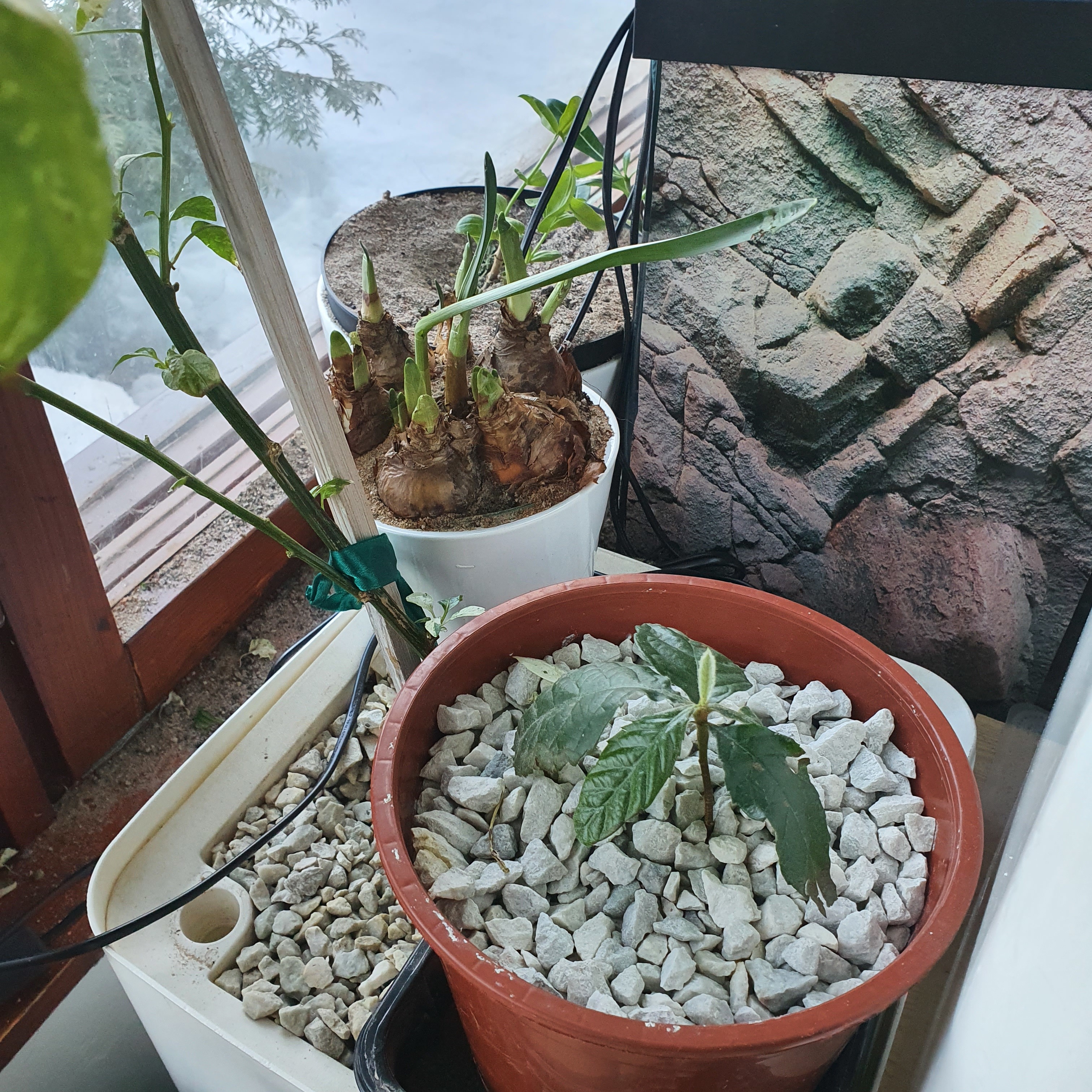 Цветы на окне. Песок и мелкий декоративный камень. Но тут другой вредитель обнаружился - кошка упорно и с наслаждением копается в песке