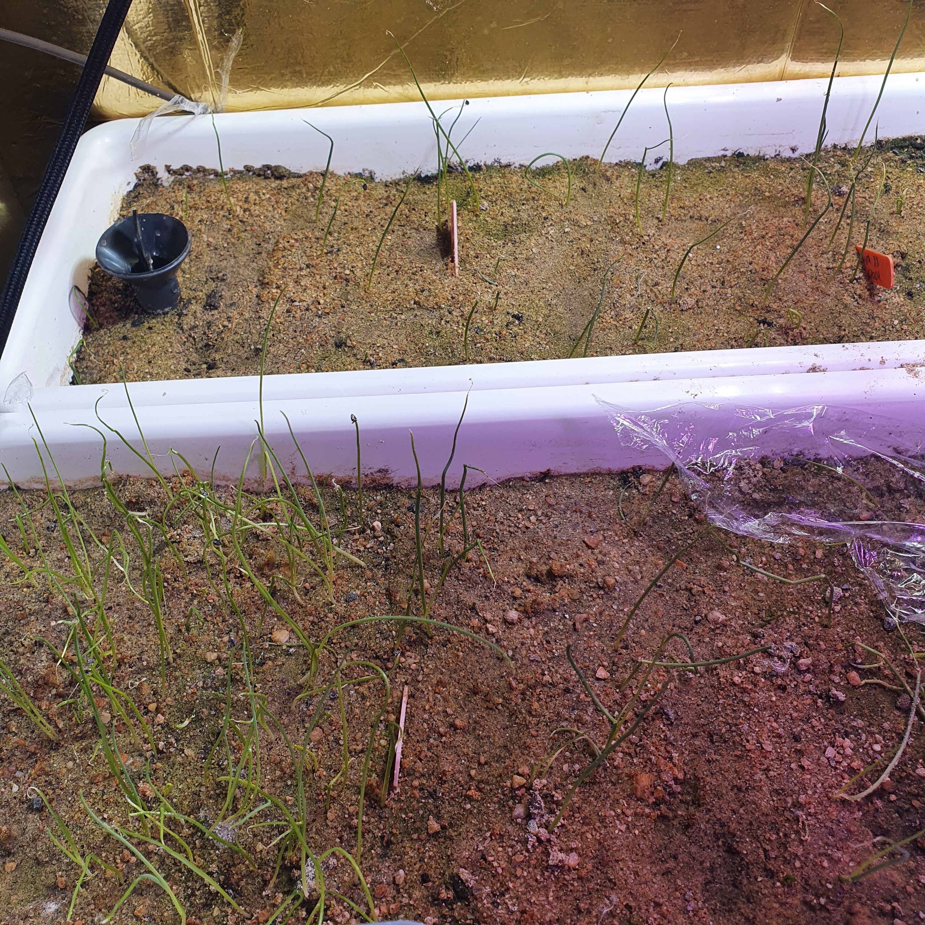 Лук всходит из песка