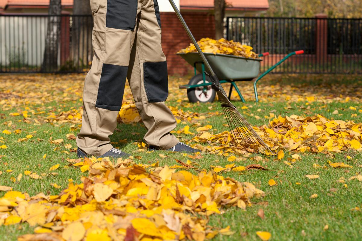 Листья следует собрать и сжечь