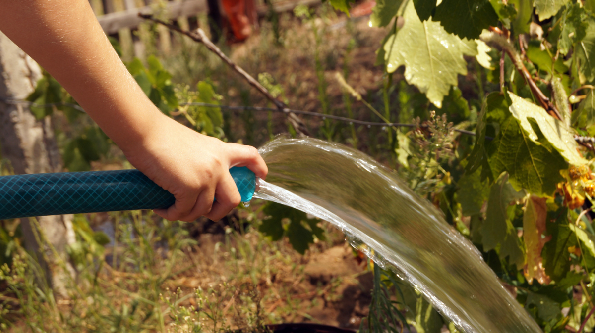 Подзимний полив важен для ягодных кустарников