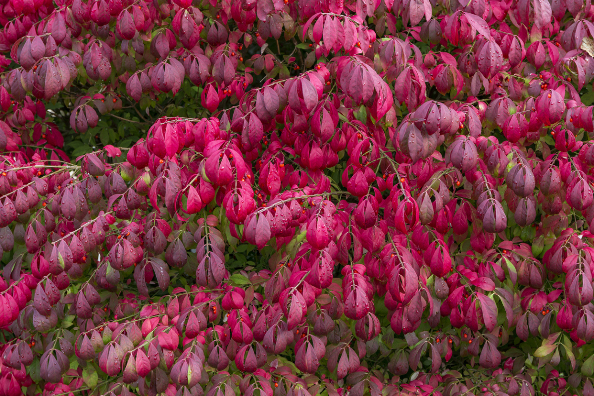 Бересклет осенью