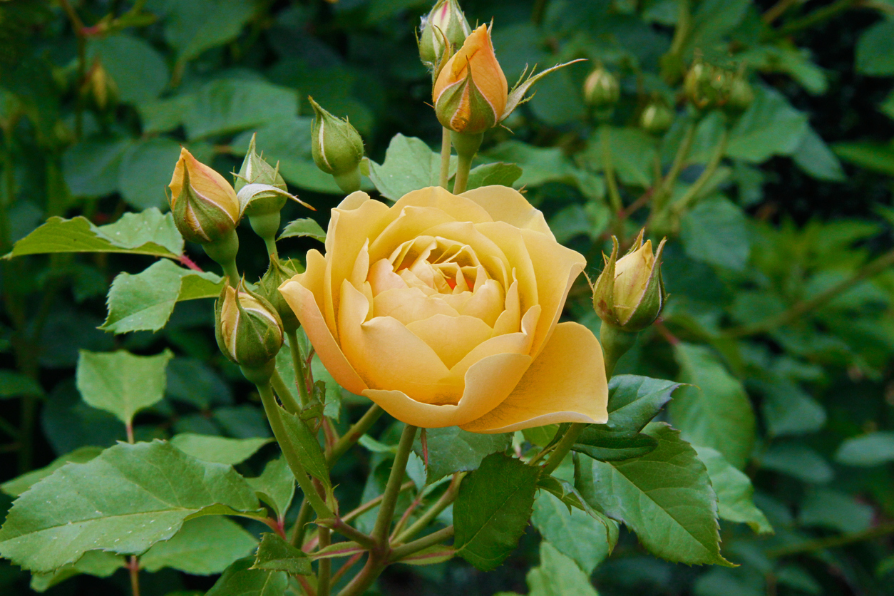 Наиболее популярная среди жёлтых английских роз — 'Graham Thomas'  
