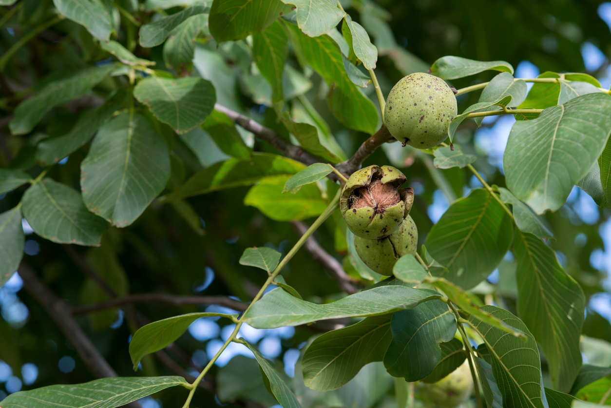 Фундук в подмосковье. Орех грецкий (Juglans Regia). Орешник грецкий дерево. Грецкий орех высота дерева. Грецкий орех на дереве зеленый.