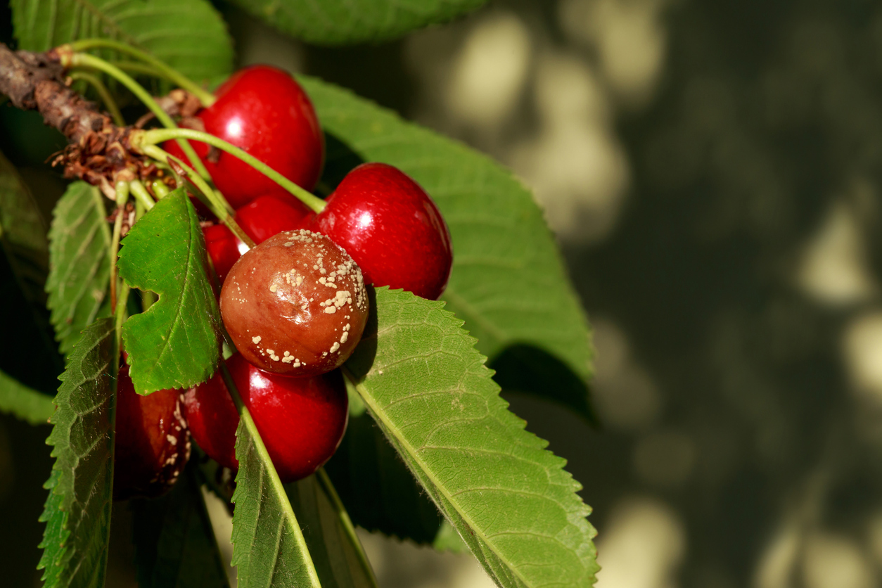 Плоды вишни, пораженные монилиозом