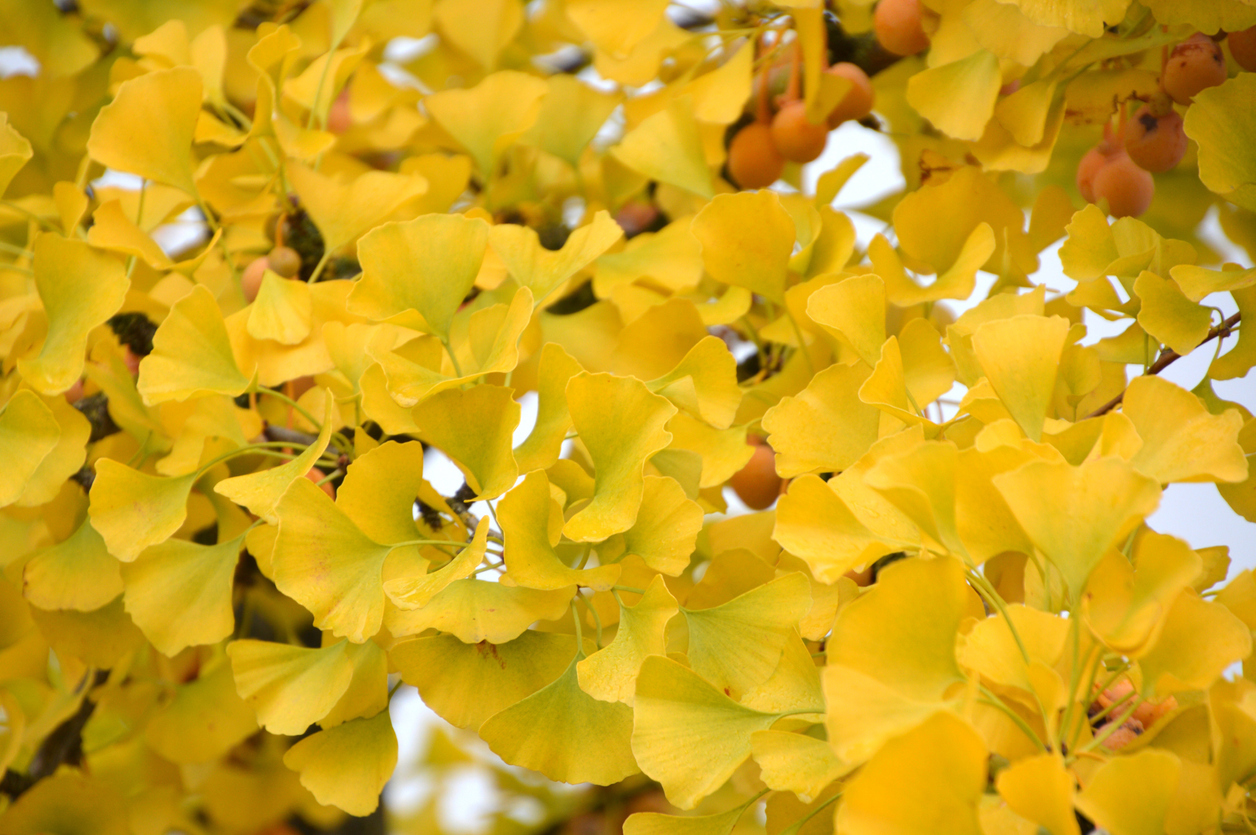 Осенью необычные вееровидные листья гинкго приобретают чисто-золотую окраску