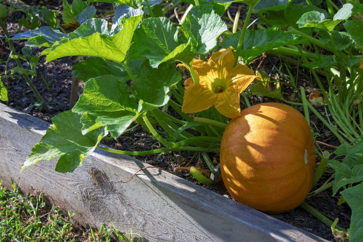 Тыква - постоянная обитательница огородов
