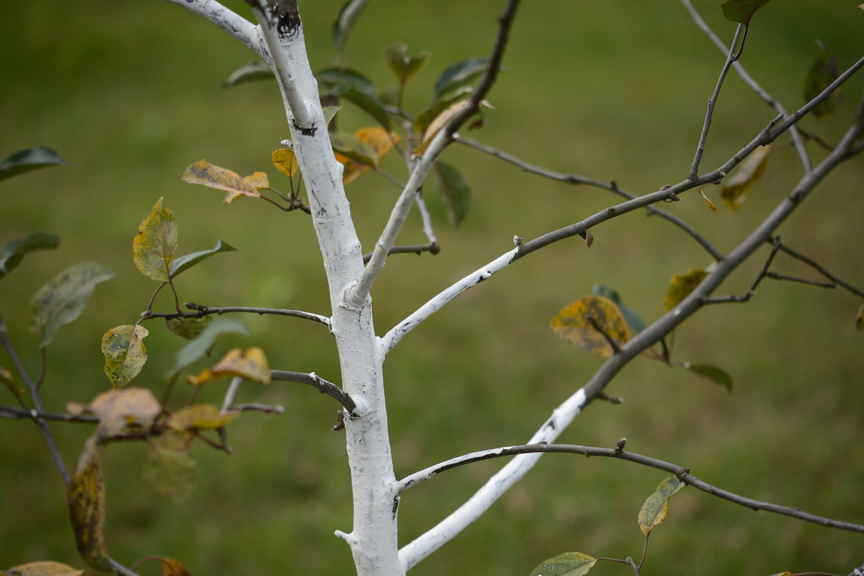 Осенью необходимо побелить стволы плодовых. Молодые деревья покрывают белым защитным слоем практически «с головой»
