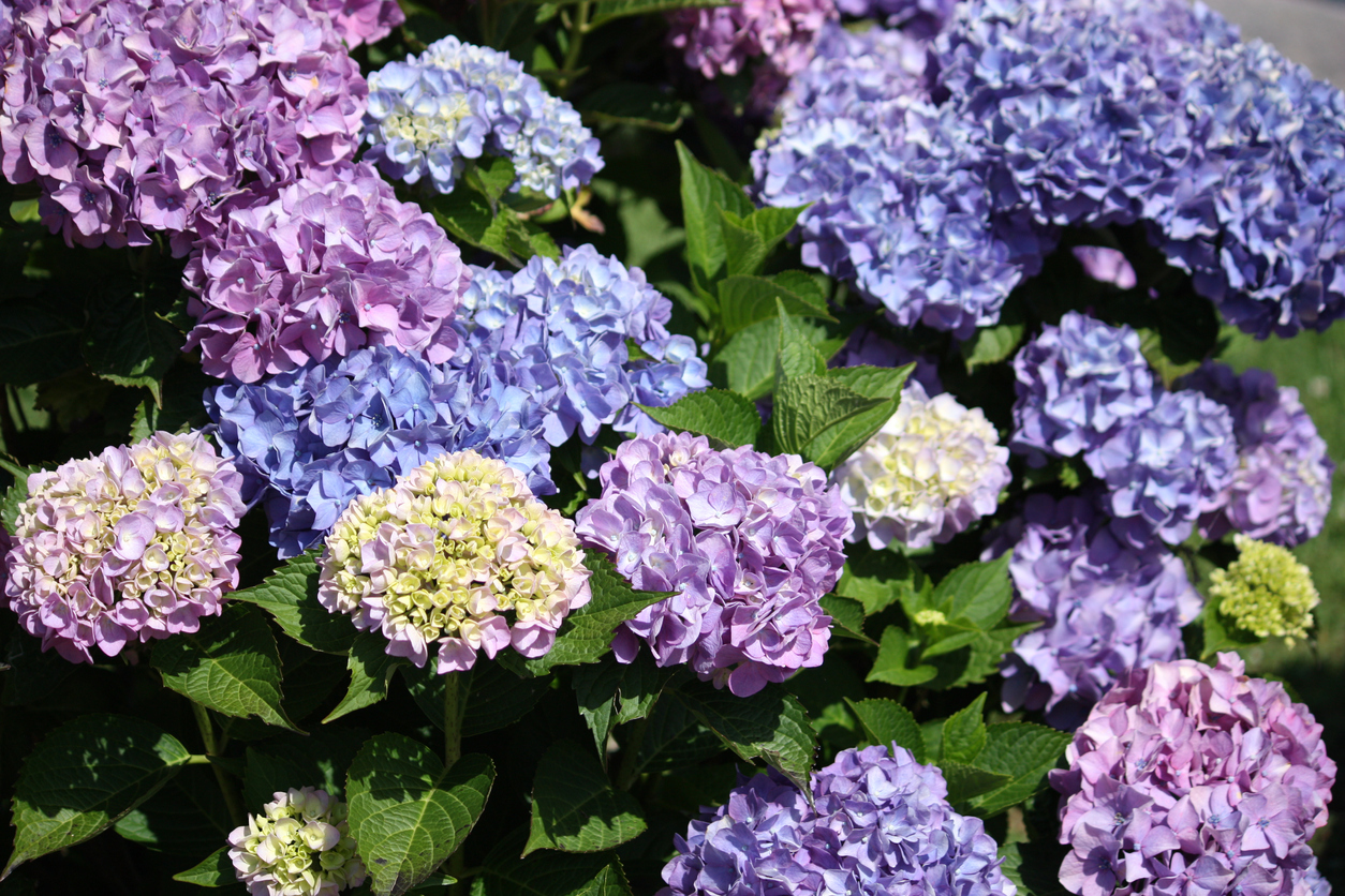 Гортензия крупнолистная — один из самых эффектных декоративных кустарников