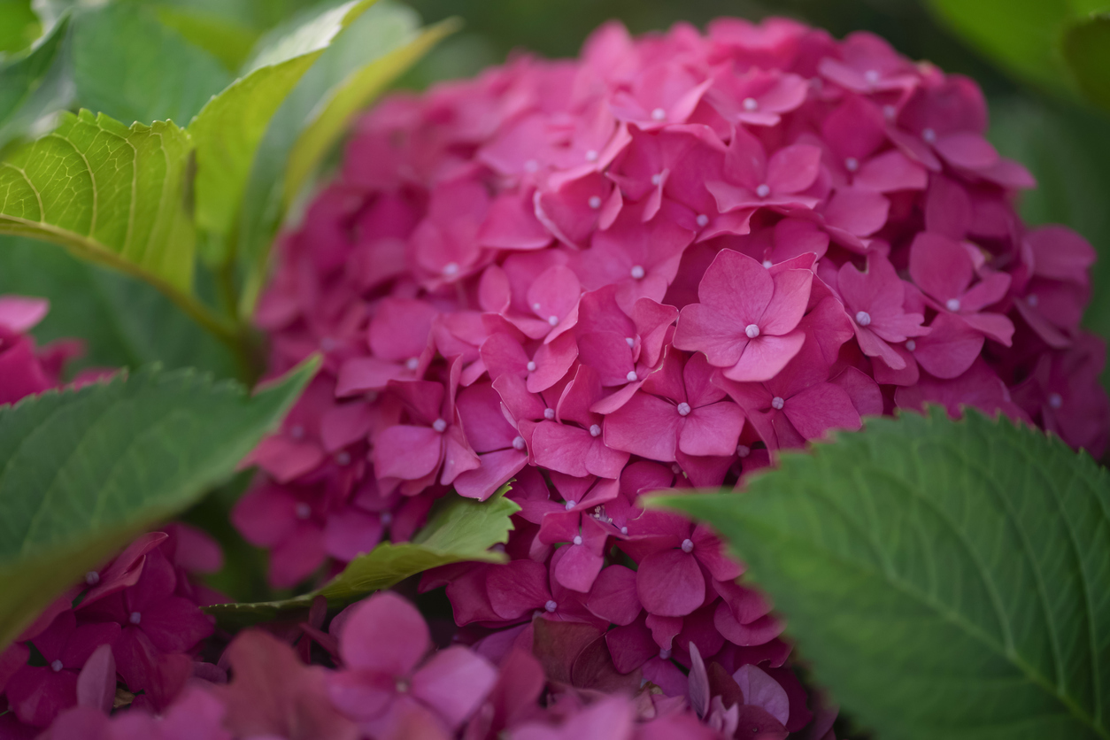 Гортензия крупнолистная 'Rom'