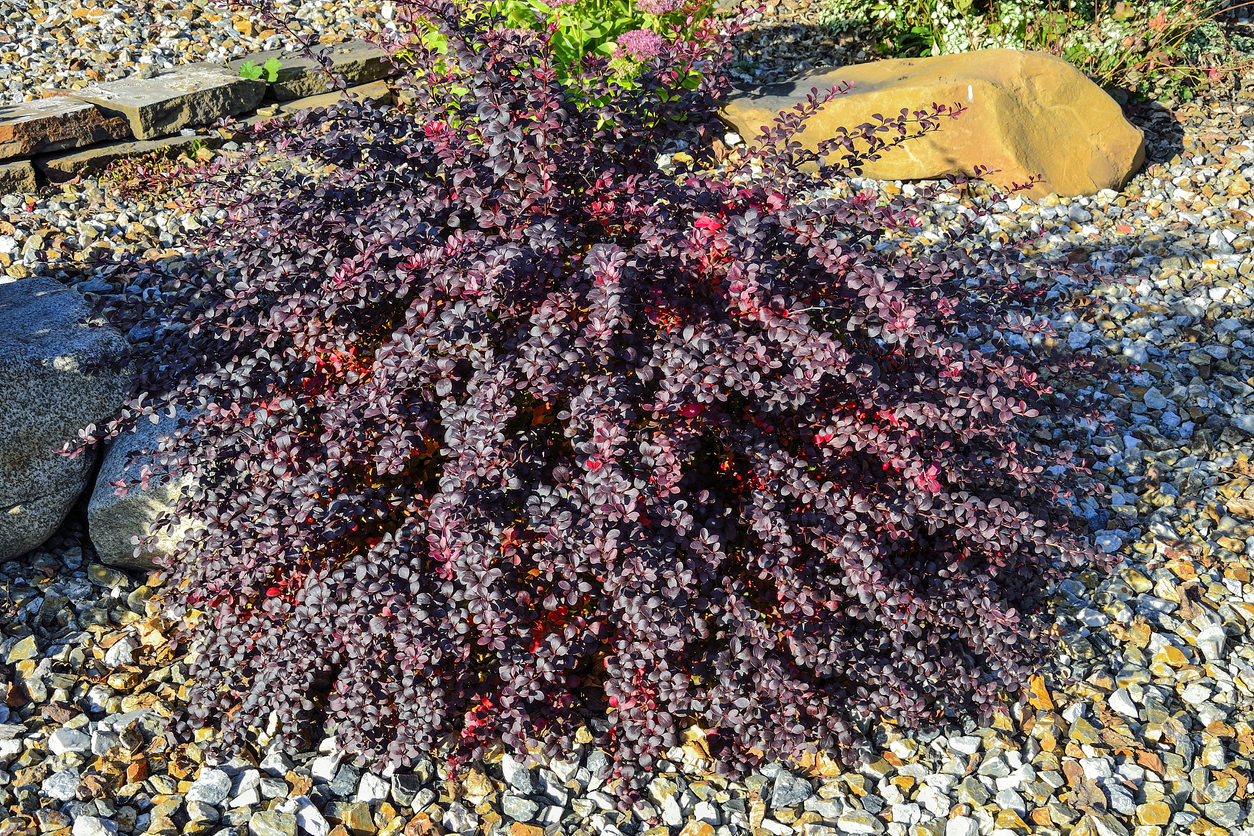 Барбарис Тунберга, сорт Atropurpurea Nana, в рокарии