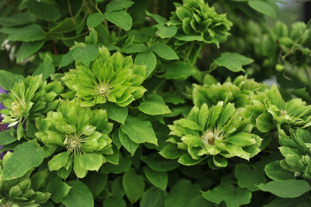 Клематис 'Green Passion'