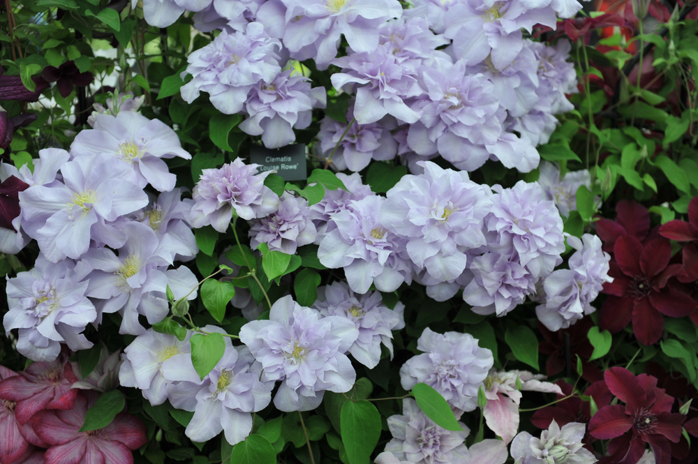 Клематис 'Louise Rowe'