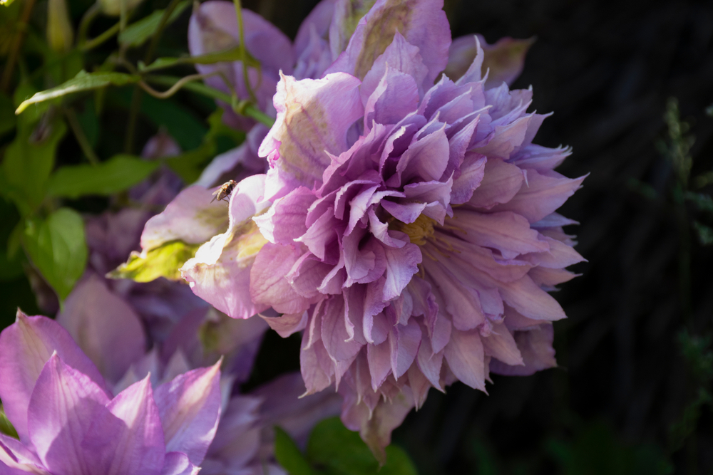 Клематис 'Proteus'