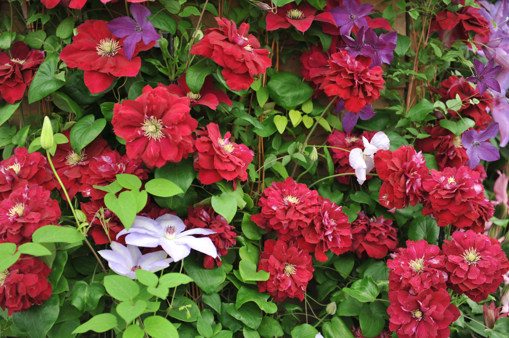 Клематис 'Charmaine'