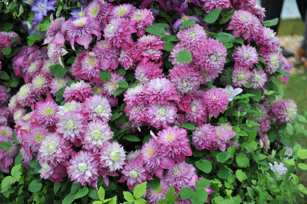 Клематис 'Kaiser' ('Blushing Bridesmaid')