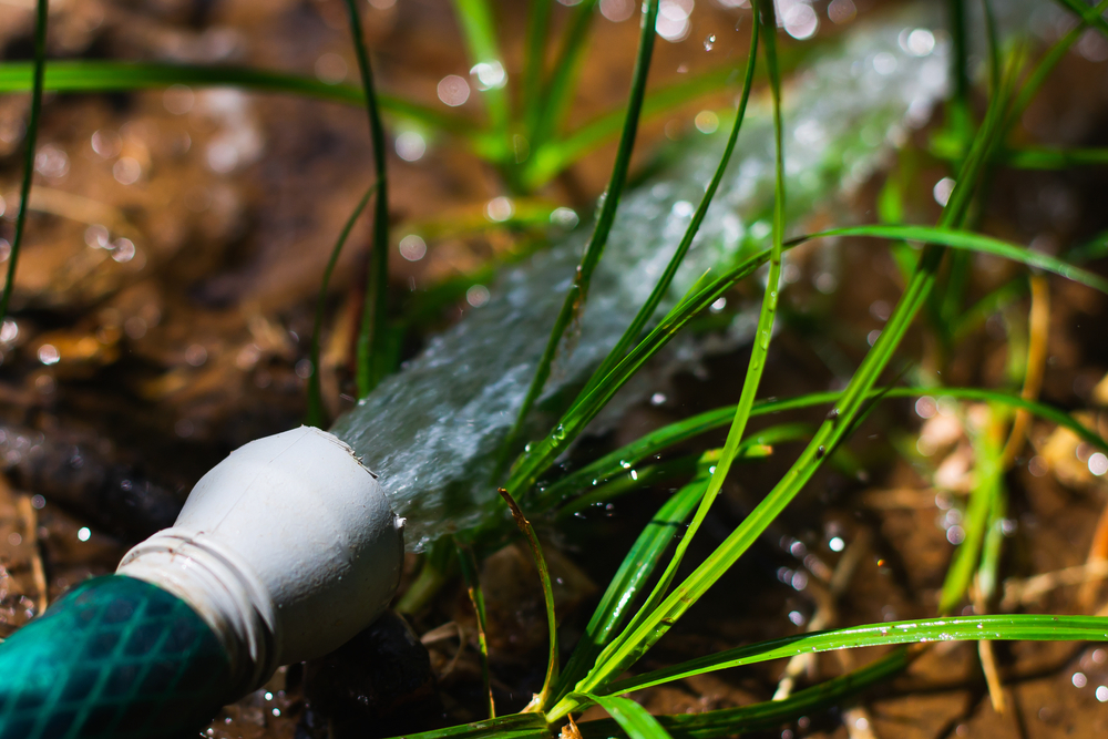 Многие пытаются медведку отлить простой водой