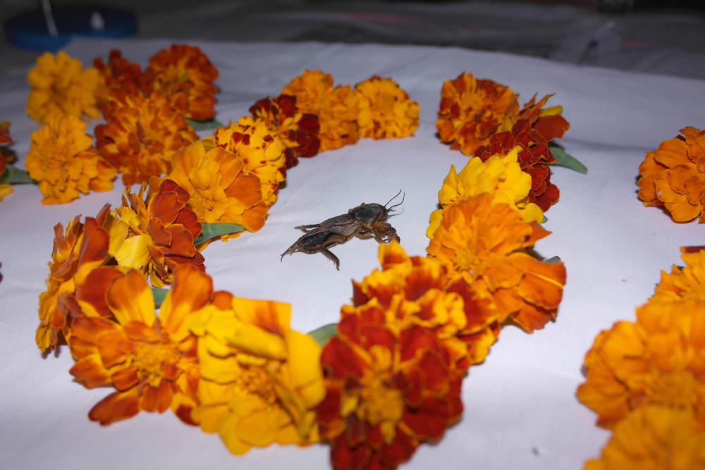 Медведка не переносит бархатцы