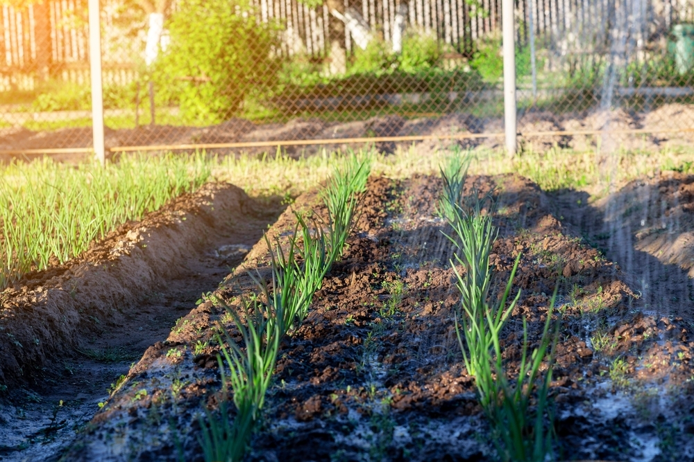Поливать лучше в два приема