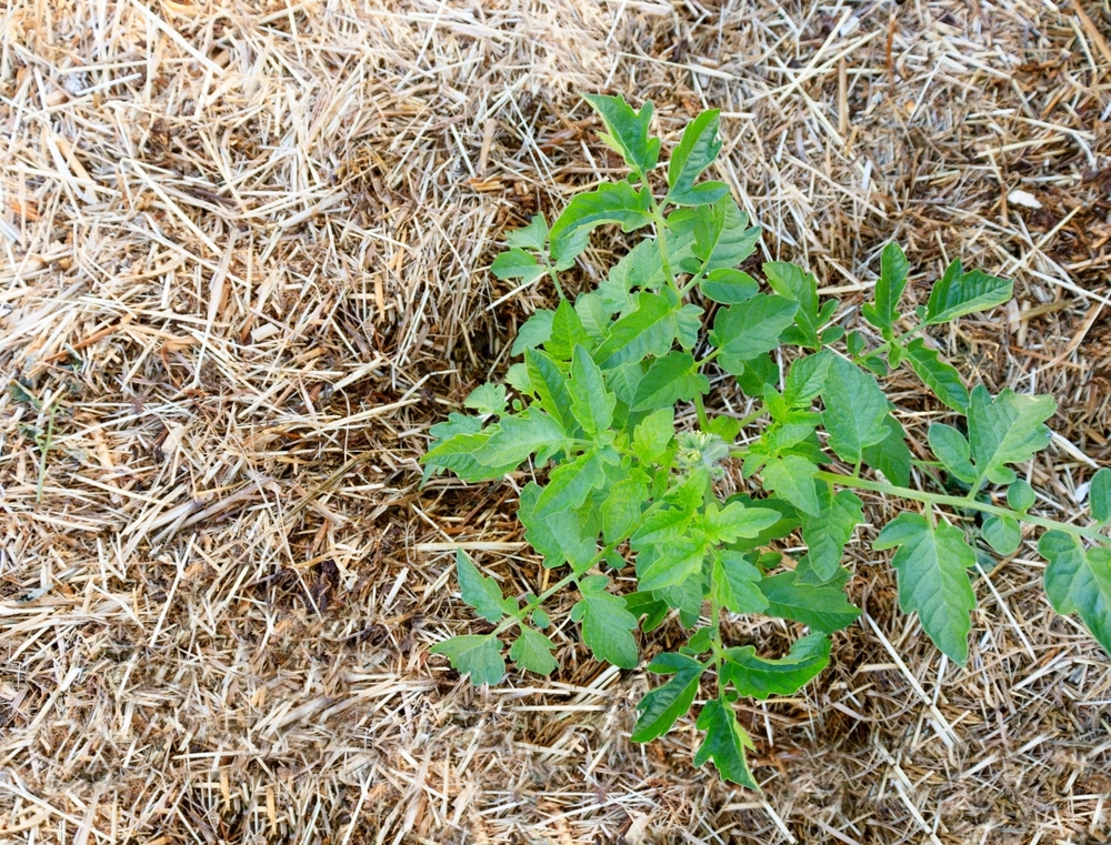 Мульча сохранит ценную влагу
