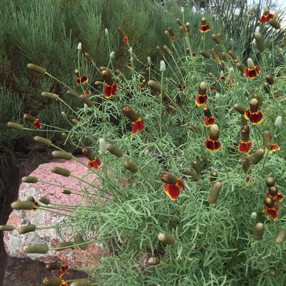 Ратибида — неприхотливое и выносливое растение
