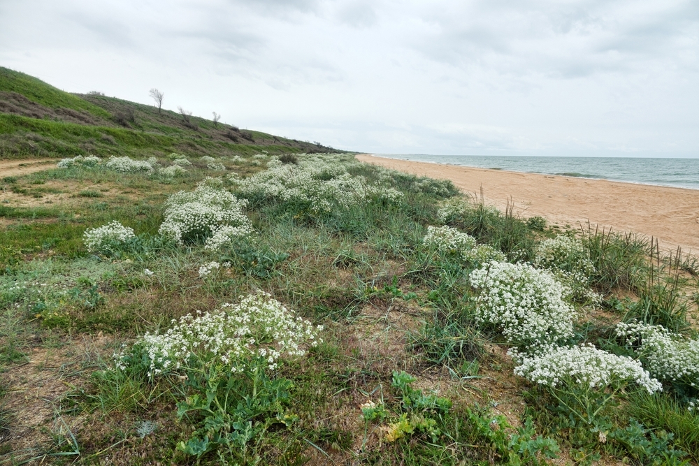 Катран татарский в природных условиях