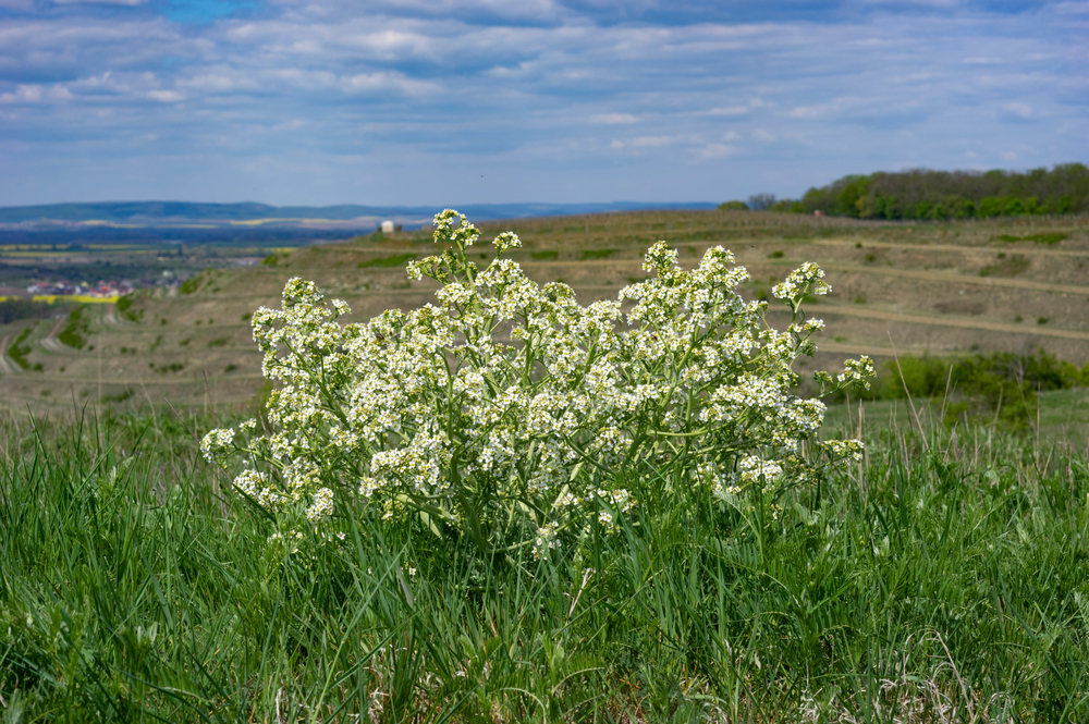 Катран татарский