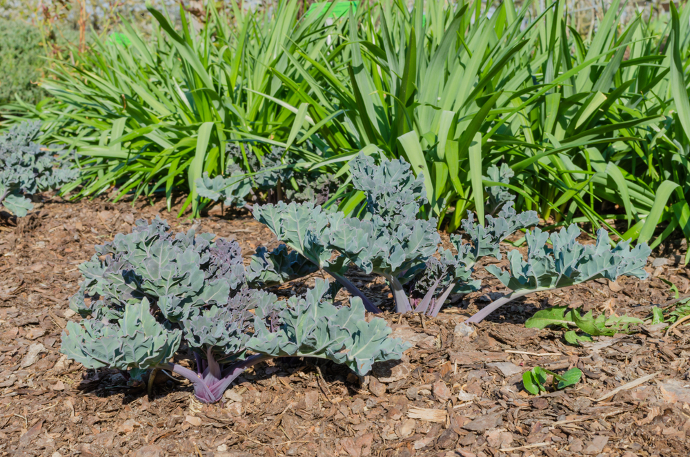 Высаживая катраны, не забудьте оставить растениям место для развития