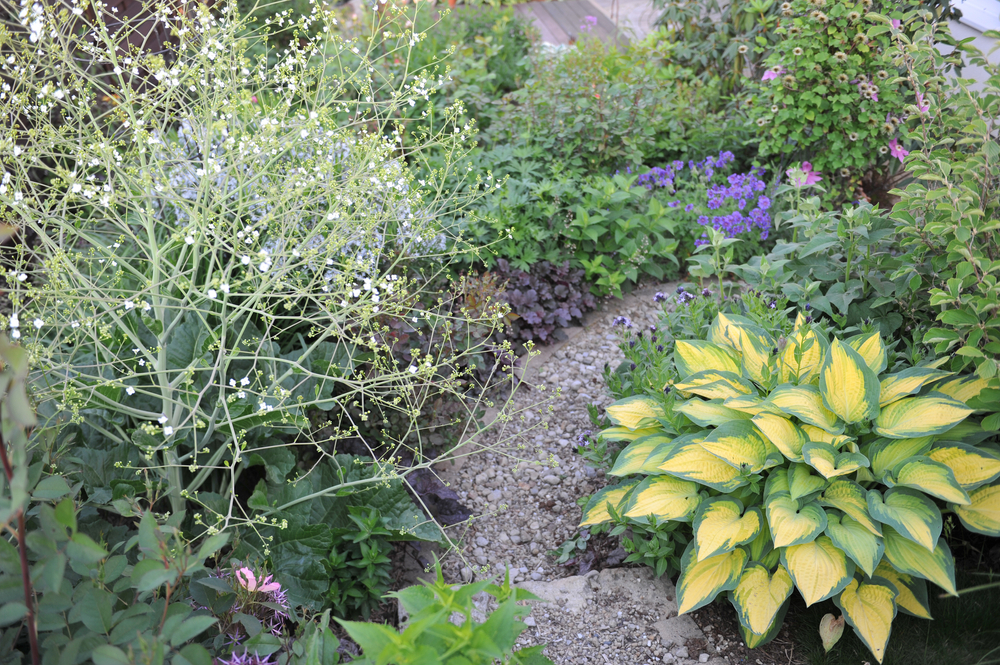 Катран сердцелистный в миксбордере