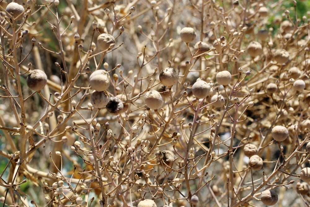 Катран приморский красив и во время плодоношения