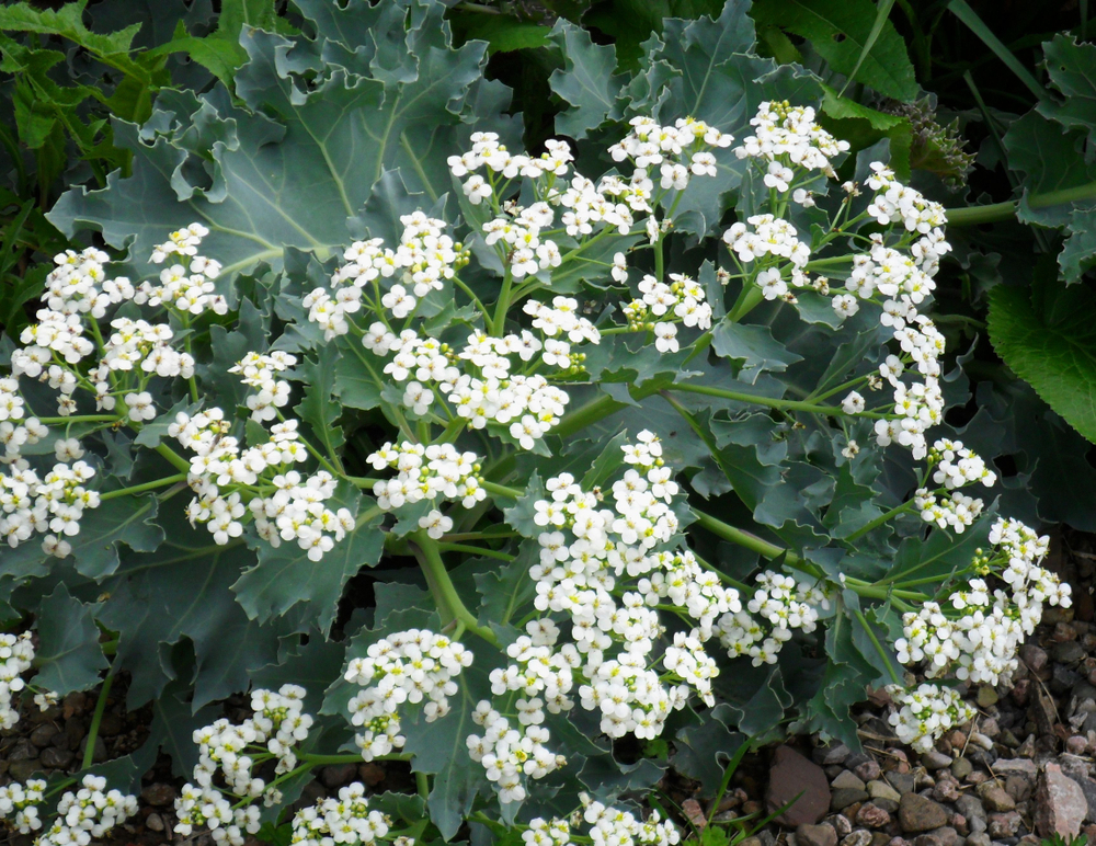 В период цветения катран приморский поистине великолепен