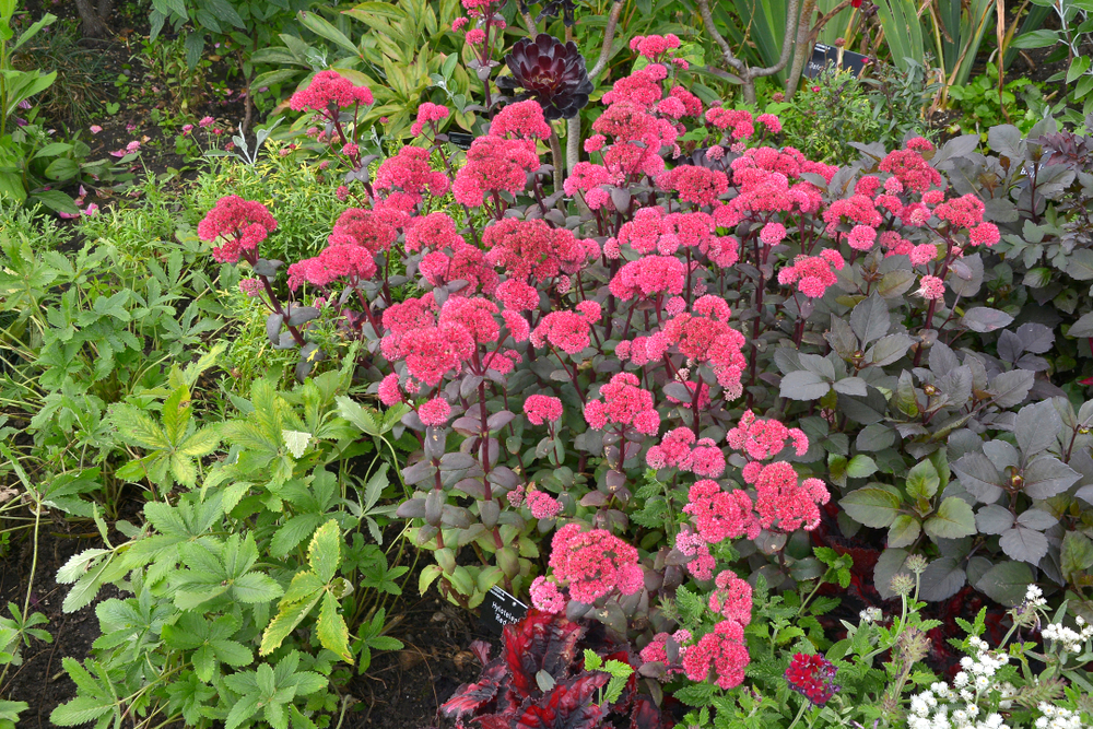 Очиток Red Cauli