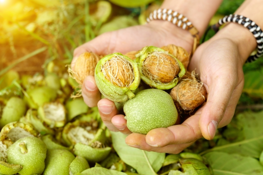 Зеленые грецкие орехи широко применяются в народной медицине