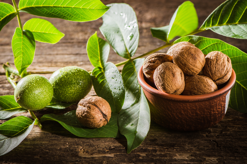 В качестве лекарственного сырья применяются и плоды, и листья грецкого ореха