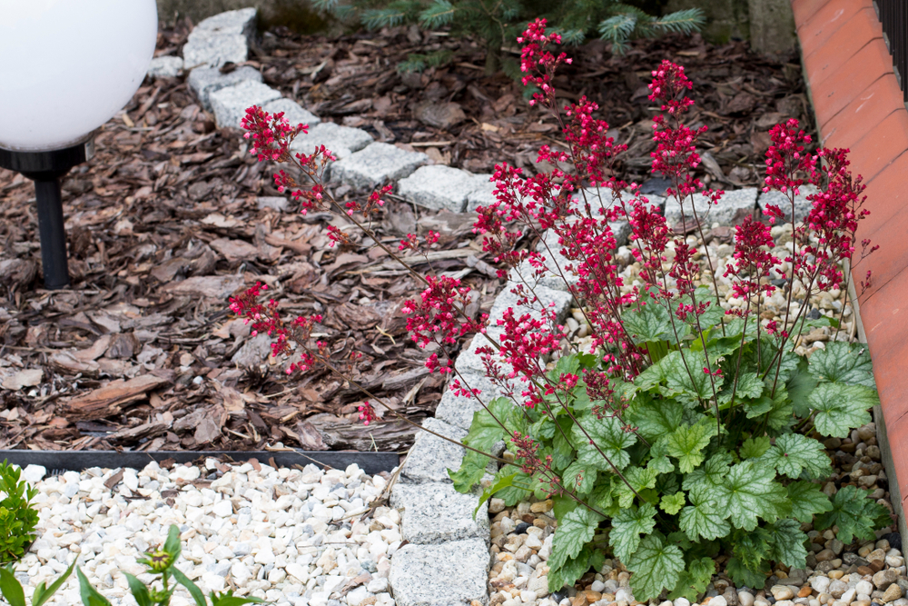 Гейхера Paris