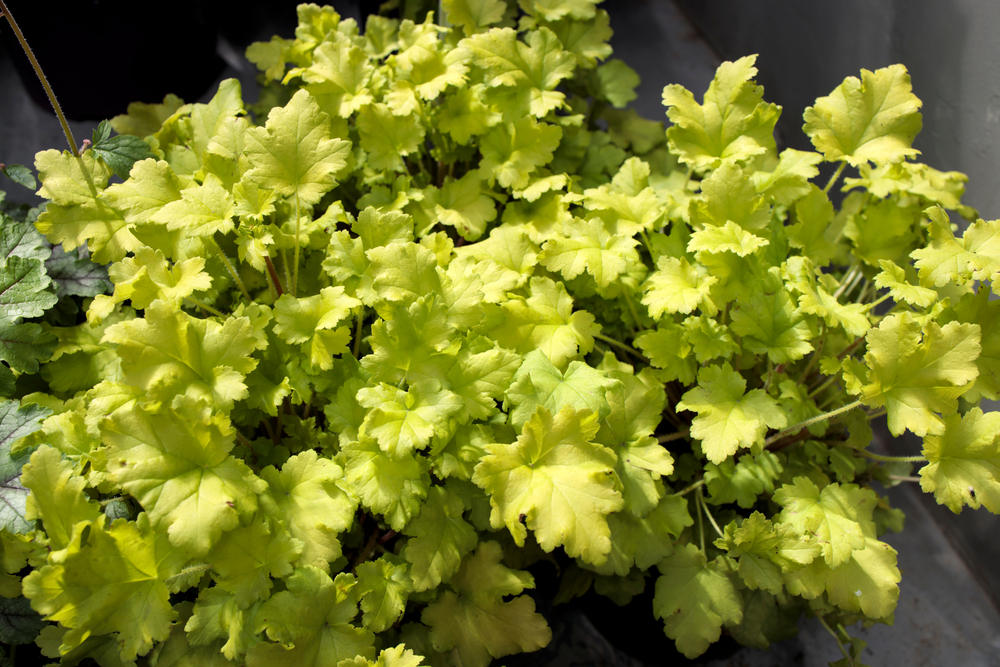 Гейхера Lime Marmalade