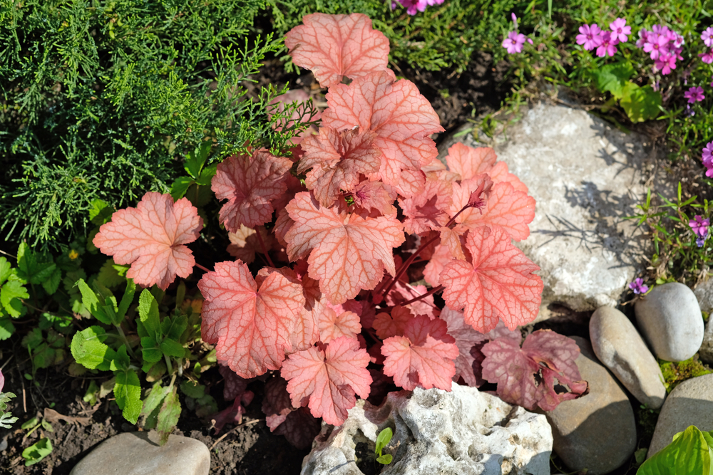 Гейхера Paprika