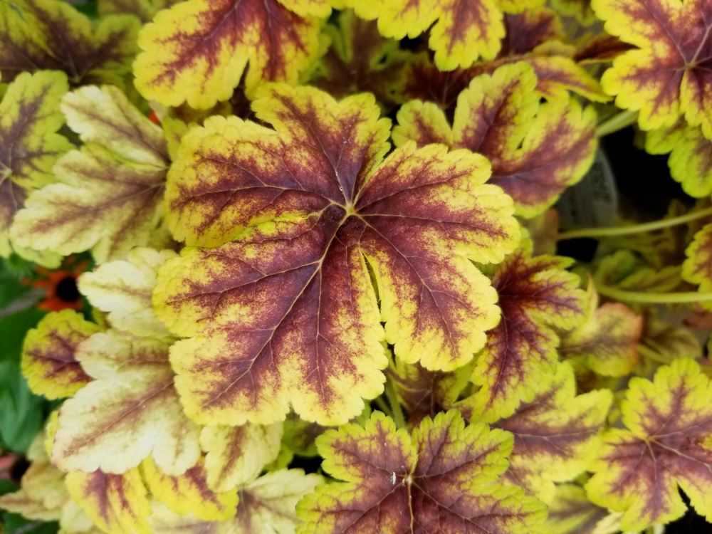 Гейхерелла Golden Zebra