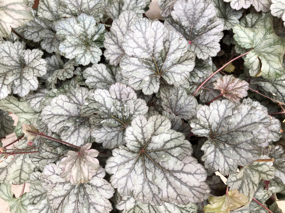 Гейхера Silver Scrolls