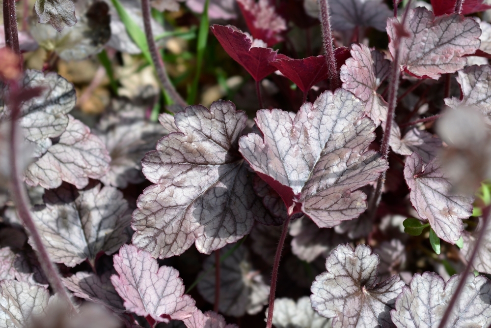 Гейхера Prince of Silver