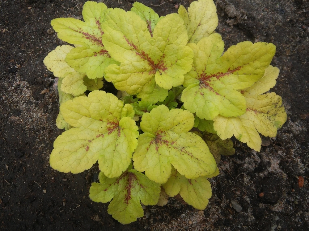 Гейхерелла Mojito