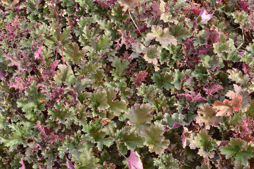 Гейхера Purple Petticoats